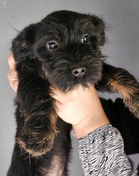 hands4animals-tierschutz-hunderettung-hund-adoptieren-Patenschaft-Kathi-00 (5)