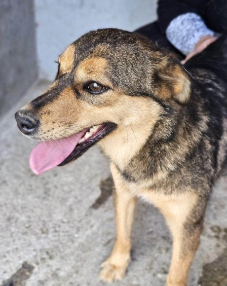 hands4animals-tierschutz-hunderettung-hund-adoptieren-Patenschaft-Lizzy-00 (5)