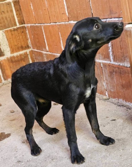 hands4animals-tierschutz-hunderettung-hund-adoptieren-Patenschaft-Sabrina-00 (7)