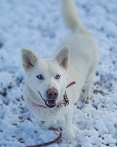 hands4animals-tierschutz-hunderettung-hund-adoptieren-Patenschaft-Smilla-00 (2)