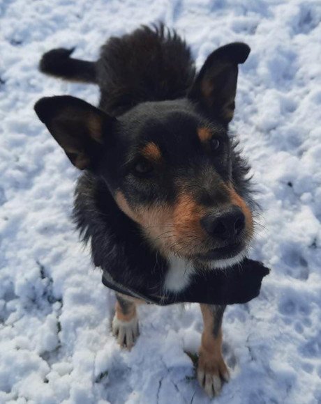hands4animals-tierschutz-hunderettung-hund-adoptieren-Patenschaft-Teri-00 (3)