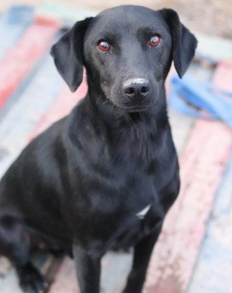 hands4animals-tierschutz-hunderettung-hund-adoptieren-Patenschaft-Alex-00 (4)