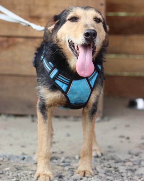 hands4animals-tierschutz-hunderettung-hund-adoptieren-Patenschaft-Babaluji-00 (3)