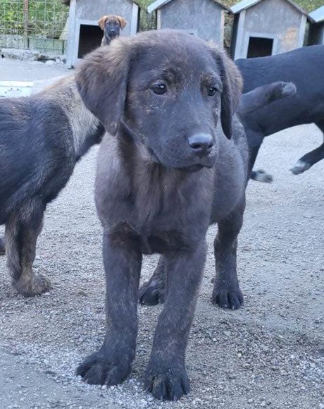 hands4animals-tierschutz-hunderettung-hund-adoptieren-Patenschaft-Benno-00 (5)