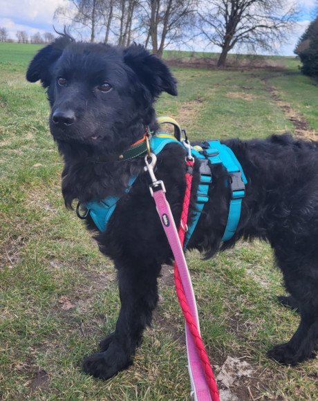 hands4animals-tierschutz-hunderettung-hund-adoptieren-Patenschaft-Bobby-00 (5)