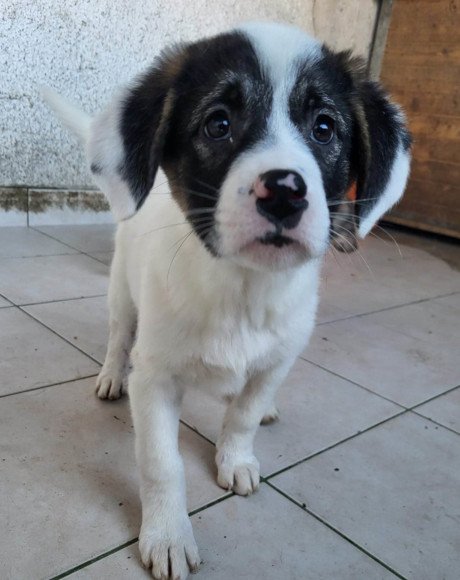 hands4animals-tierschutz-hunderettung-hund-adoptieren-Patenschaft-Jaqueline-00 (8)