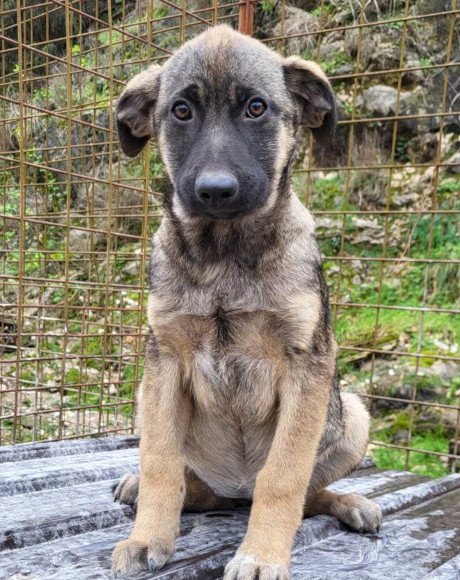 hands4animals-tierschutz-hunderettung-hund-adoptieren-Patenschaft-Julia-00 (1)