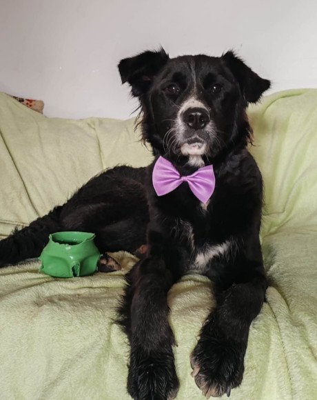 hands4animals-tierschutz-hunderettung-hund-adoptieren-Patenschaft-Sunny-00 (2)