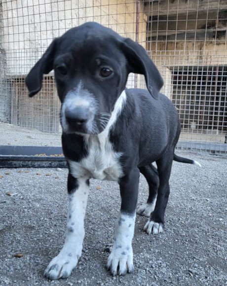 hands4animals-tierschutz-hunderettung-hund-adoptieren-Patenschaft-Zara-00 (2)