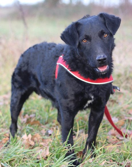 hands4animals-tierschutz-hunderettung-hund-adoptieren-Patenschaft-Bono-00 (4)