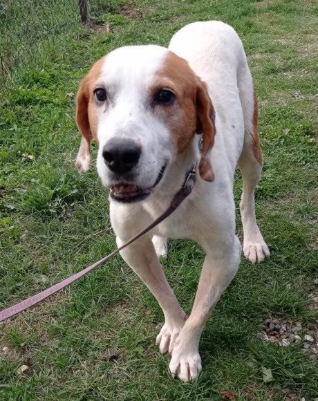 hands4animals-tierschutz-hunderettung-hund-adoptieren-Patenschaft-Chima-00 (8)