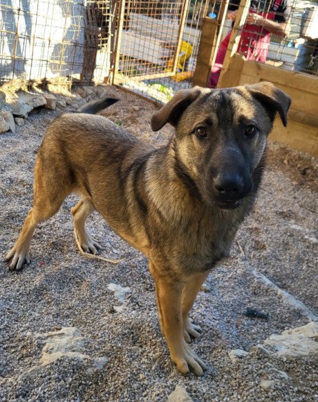 hands4animals-tierschutz-hunderettung-hund-adoptieren-Patenschaft-Lu-00 (1)