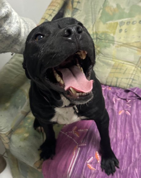 hands4animals-tierschutz-hunderettung-hund-adoptieren-Patenschaft-Nero-00 (6)