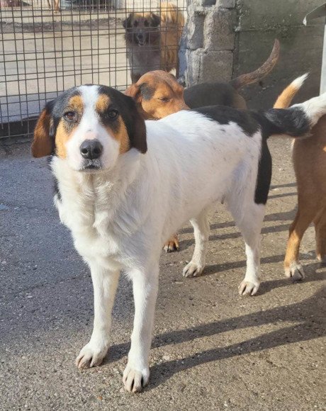 hands4animals-tierschutz-hunderettung-hund-adoptieren-Patenschaft-Nisha-00 (6)