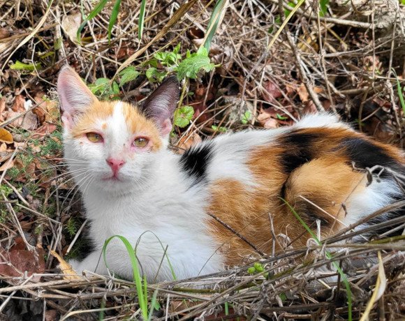 hands4animals-tierschutz-katzenettung-katze-adoptieren-Patenschaft-Arielle-00 (7)