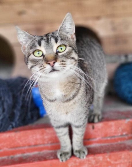 hands4animals-tierschutz-katzenettung-katze-adoptieren-Patenschaft-Lissy-00 (3)