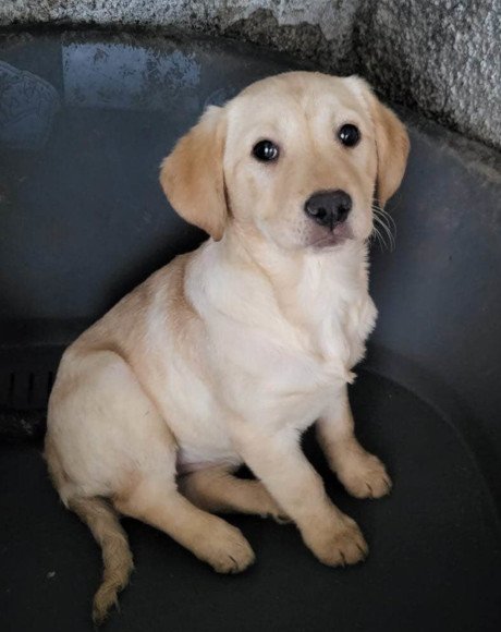 hands4animals-tierschutz-hunderettung-hund-adoptieren-Patenschaft-Fritzi-00 (3)
