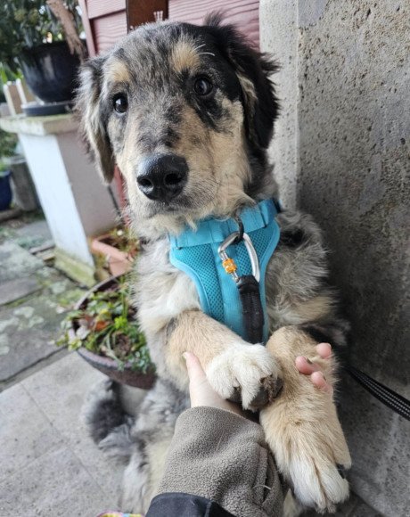 hands4animals-tierschutz-hunderettung-hund-adoptieren-Patenschaft-Matthis-00 (2)