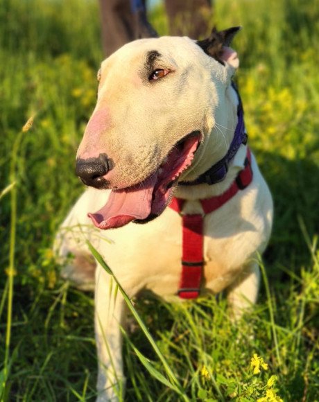 hands4animals-tierschutz-hunderettung-hund-adoptieren-Patenschaft-Nele-00 (1)