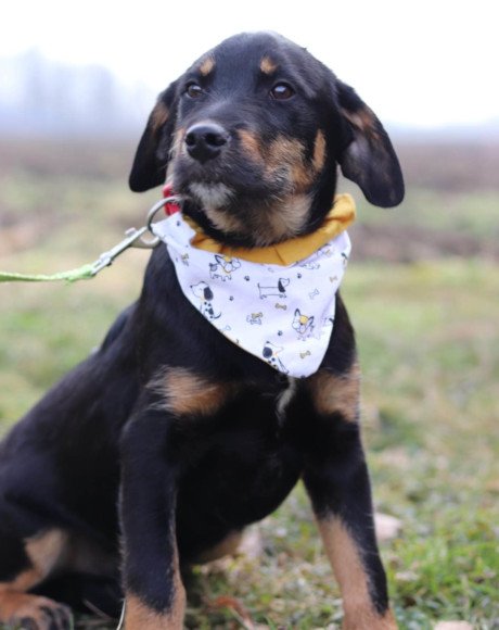 hands4animals-tierschutz-hunderettung-hund-adoptieren-Patenschaft-Rocky-00 (2)