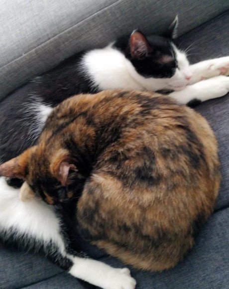 hands4animals-tierschutz-katzenettung-katze-adoptieren-Patenschaft-Bonnie-Clyde-00 (3)