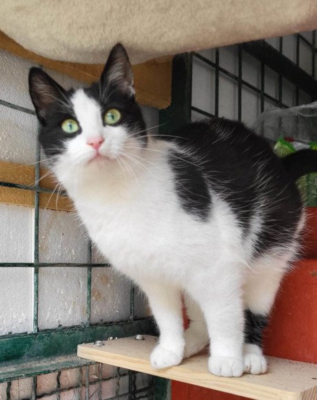 hands4animals-tierschutz-katzenettung-katze-adoptieren-Patenschaft-Minnie-00 (2)