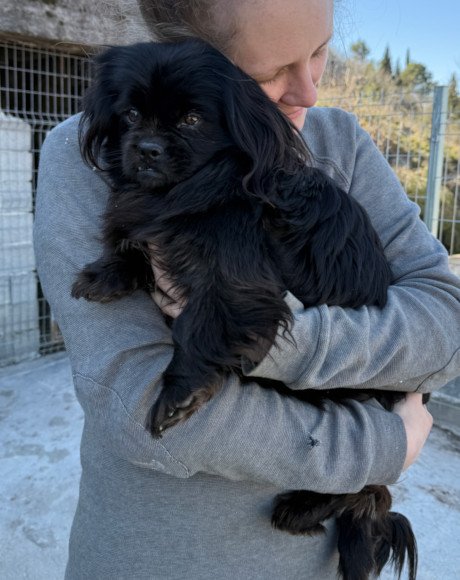hands4animals-tierschutz-hunderettung-hund-adoptieren-Patenschaft-Ambrosia-00 (2)