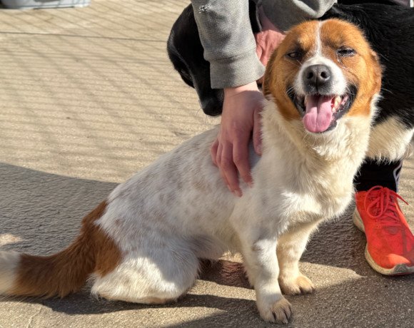 hands4animals-tierschutz-hunderettung-hund-adoptieren-Patenschaft-Beans-00 (15)