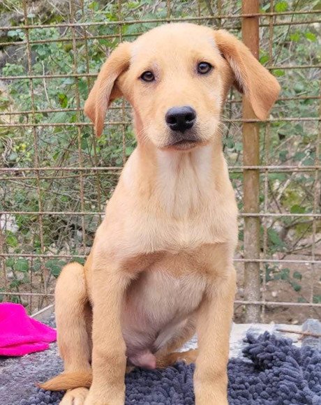 hands4animals-tierschutz-hunderettung-hund-adoptieren-Patenschaft-Eddy-00 (3)