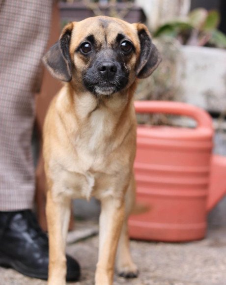 hands4animals-tierschutz-hunderettung-hund-adoptieren-Patenschaft-Fely-00 (2)