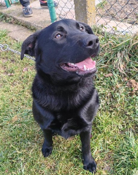 hands4animals-tierschutz-hunderettung-hund-adoptieren-Patenschaft-Garo-00 (3)