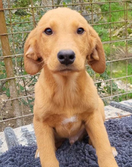 hands4animals-tierschutz-hunderettung-hund-adoptieren-Patenschaft-Kimbo-00 (9)