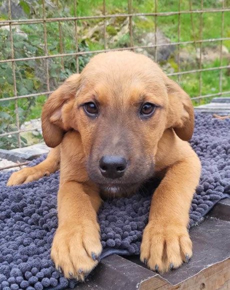 hands4animals-tierschutz-hunderettung-hund-adoptieren-Patenschaft-Lasko-00 (9)