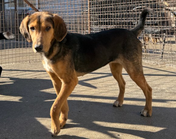 hands4animals-tierschutz-hunderettung-hund-adoptieren-Patenschaft-Pippa-00 (3)