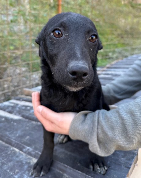 hands4animals-tierschutz-hunderettung-hund-adoptieren-Patenschaft-Theo-00 (15)