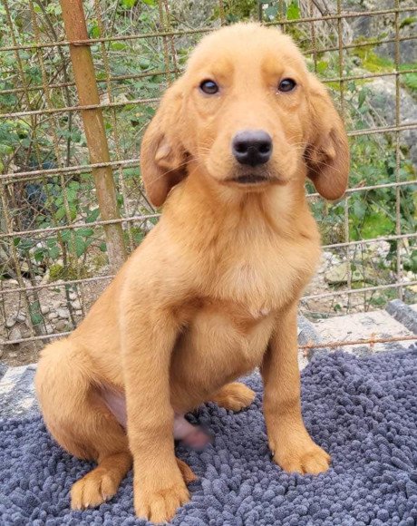 hands4animals-tierschutz-hunderettung-hund-adoptieren-Patenschaft-Veit-00 (10)