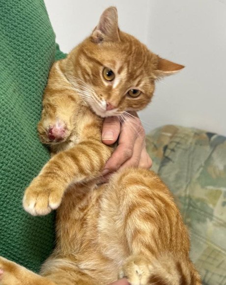 hands4animals-tierschutz-katzenettung-katze-adoptieren-Patenschaft-Fanta-00 (4)