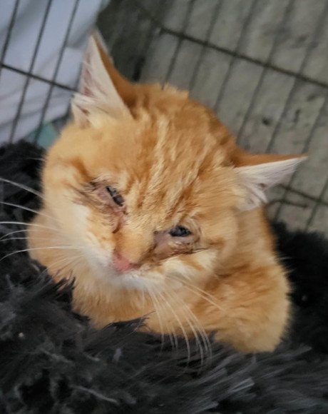 hands4animals-tierschutz-katzenettung-katze-adoptieren-Patenschaft-Max-00 (1)