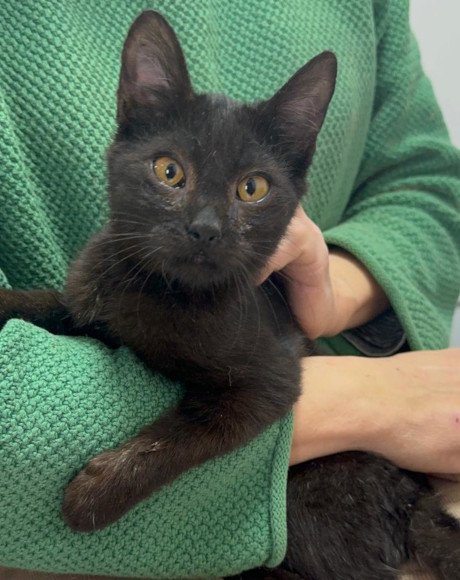 hands4animals-tierschutz-katzenettung-katze-adoptieren-Patenschaft-Moldi-00 (2)