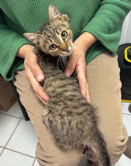 hands4animals-tierschutz-katzenettung-katze-adoptieren-Patenschaft-Müsli-00 (8)