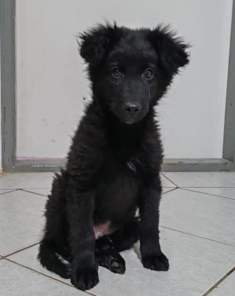 hands4animals-tierschutz-hunderettung-hund-adoptieren-Patenschaft-Amico-00 (2)