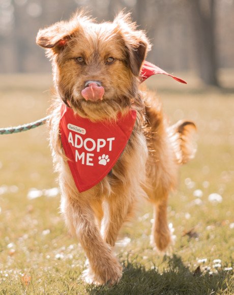hands4animals-tierschutz-hunderettung-hund-adoptieren-Patenschaft-Anton-00 (7)