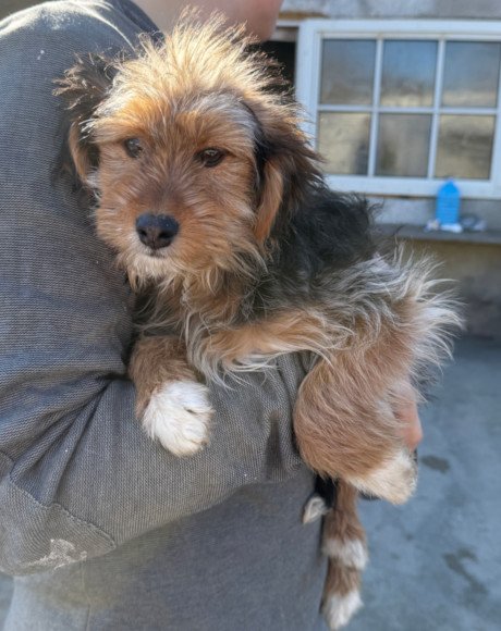 hands4animals-tierschutz-hunderettung-hund-adoptieren-Patenschaft-Colina-00 (5)