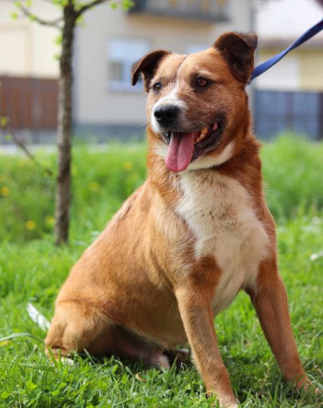 hands4animals-tierschutz-hunderettung-hund-adoptieren-Patenschaft-Floki-00 (2)