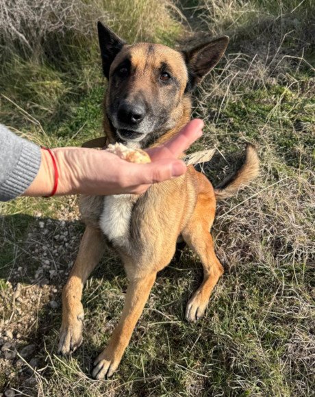 hands4animals-tierschutz-hunderettung-hund-adoptieren-Patenschaft-Karl-00) (2)