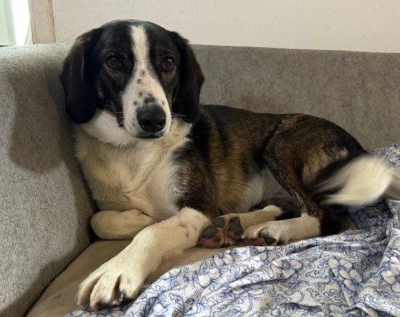 hands4animals-tierschutz-hunderettung-hund-adoptieren-Patenschaft-Linda-00 (4)