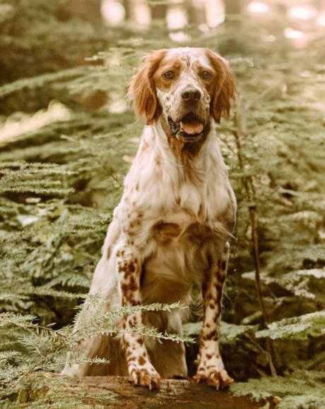 hands4animals-tierschutz-hunderettung-hund-adoptieren-Patenschaft-Luca-00 (3)