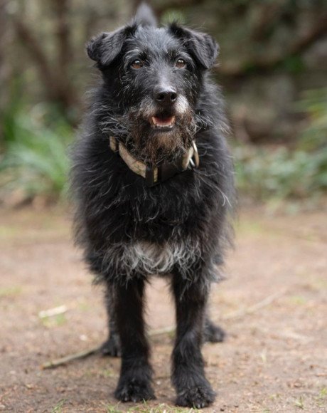 hands4animals-tierschutz-hunderettung-hund-adoptieren-Patenschaft-Pipa-00 (9)