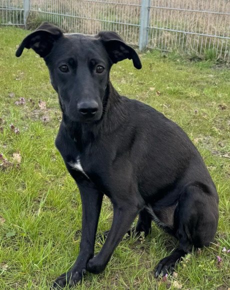 hands4animals-tierschutz-hunderettung-hund-adoptieren-Patenschaft-Sia-00 (5)