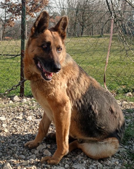 hands4animals-tierschutz-hunderettung-hund-adoptieren-Patenschaft-Vucica-00 (15)